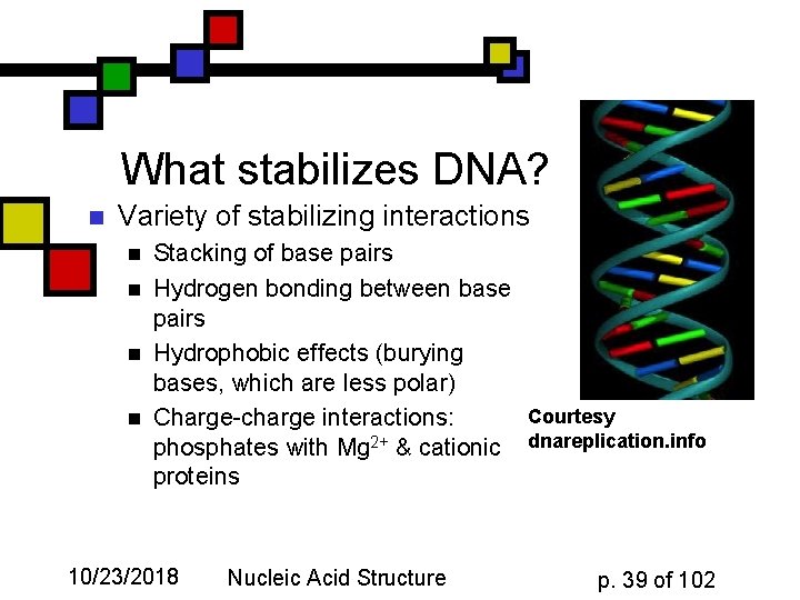 What stabilizes DNA? n Variety of stabilizing interactions n n Stacking of base pairs