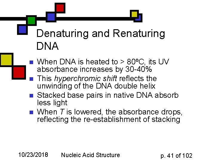 Denaturing and Renaturing DNA n n When DNA is heated to > 80ºC, its