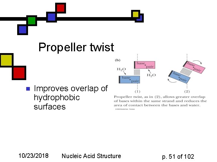 Propeller twist n Improves overlap of hydrophobic surfaces 10/23/2018 Nucleic Acid Structure p. 51