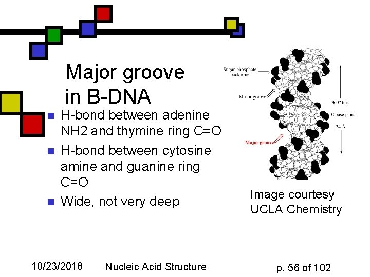 Major groove in B-DNA n n n H-bond between adenine NH 2 and thymine