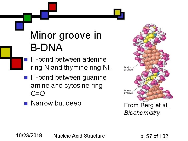 Minor groove in B-DNA n n n H-bond between adenine ring N and thymine