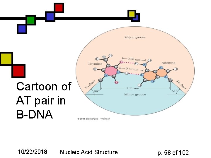 Cartoon of AT pair in B-DNA 10/23/2018 Nucleic Acid Structure p. 58 of 102