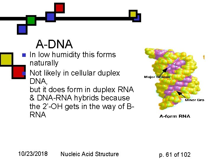 A-DNA n n In low humidity this forms naturally Not likely in cellular duplex