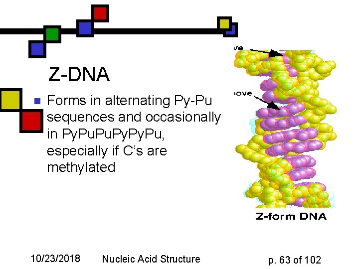 Z-DNA n Forms in alternating Py-Pu sequences and occasionally in Py. Pu, especially if