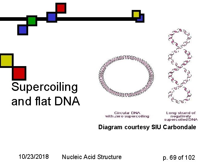 Supercoiling and flat DNA Diagram courtesy SIU Carbondale 10/23/2018 Nucleic Acid Structure p. 69