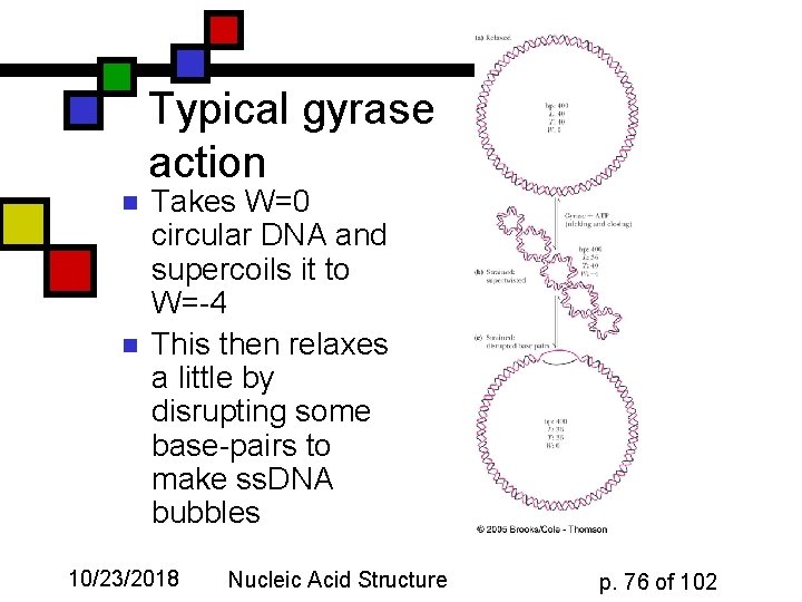 Typical gyrase action n n Takes W=0 circular DNA and supercoils it to W=-4