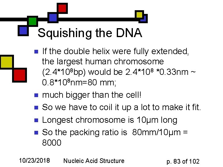 Squishing the DNA n n n If the double helix were fully extended, the