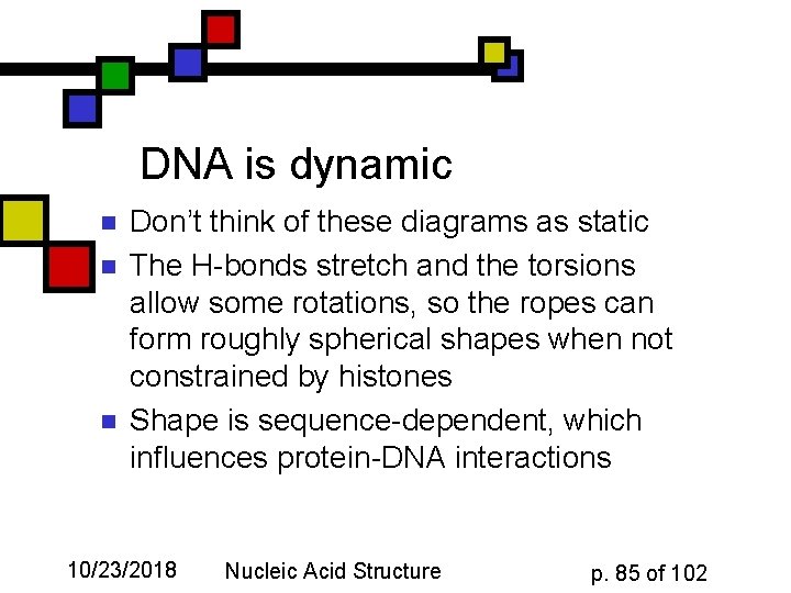 DNA is dynamic n n n Don’t think of these diagrams as static The