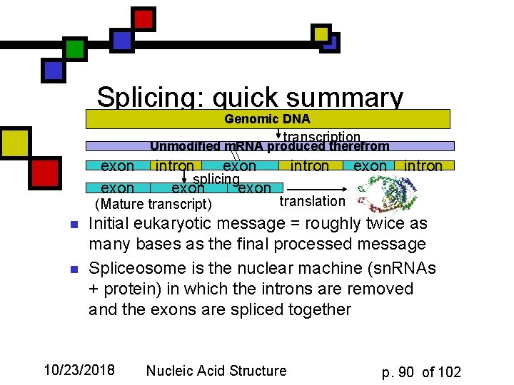 Splicing: quick summary Genomic DNA transcription Unmodified m. RNA produced therefrom exon intron exon