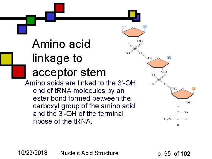 Amino acid linkage to acceptor stem Amino acids are linked to the 3'-OH end