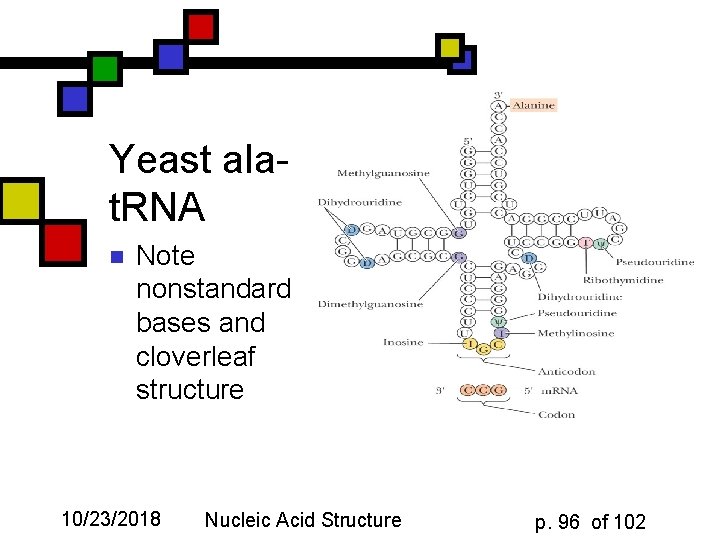 Yeast alat. RNA n Note nonstandard bases and cloverleaf structure 10/23/2018 Nucleic Acid Structure