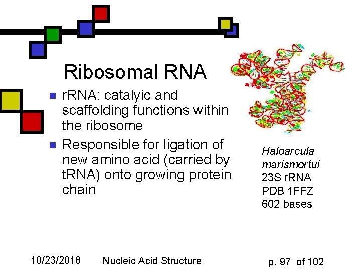 Ribosomal RNA n n r. RNA: catalyic and scaffolding functions within the ribosome Responsible