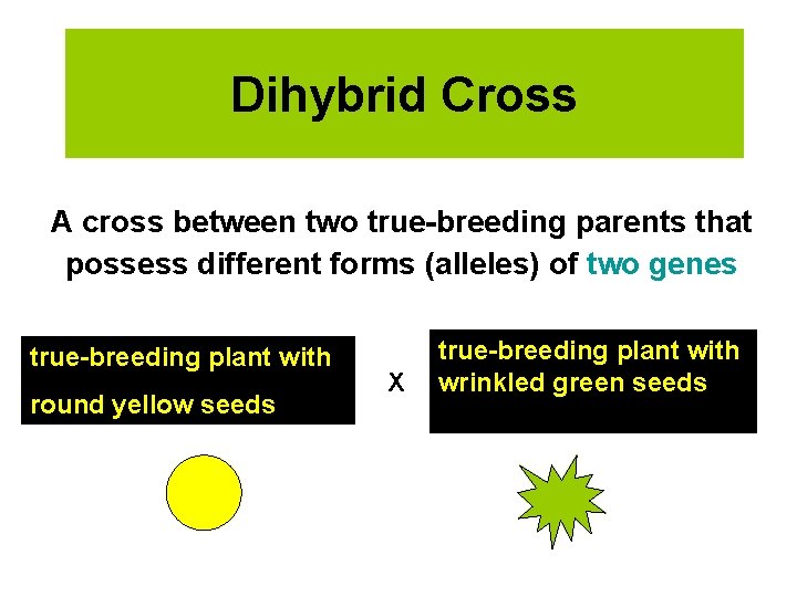 Dihybrid Cross A cross between two true-breeding parents that possess different forms (alleles) of