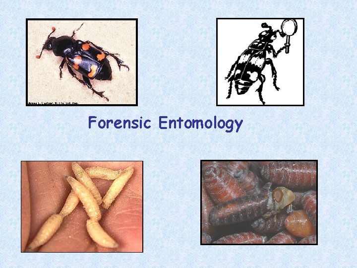 Forensic Entomology 