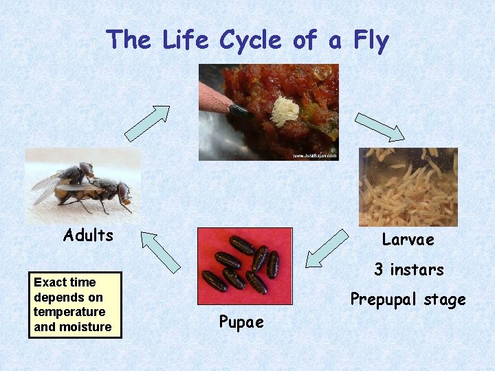 The Life Cycle of a Fly Adults Exact time depends on temperature and moisture