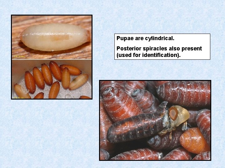 Pupae are cylindrical. Posterior spiracles also present (used for identification). 