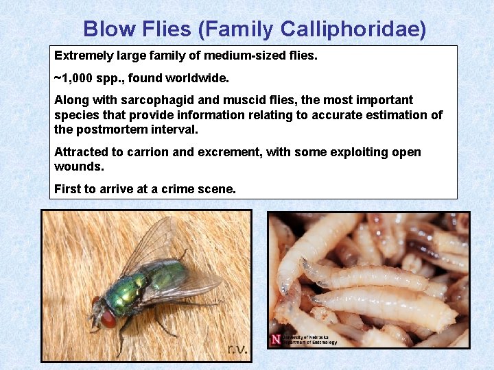 Blow Flies (Family Calliphoridae) Extremely large family of medium-sized flies. ~1, 000 spp. ,