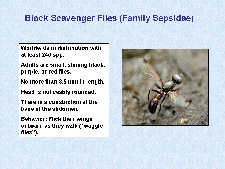 Black Scavenger Flies (Family Sepsidae) Worldwide in distribution with at least 240 spp. Adults