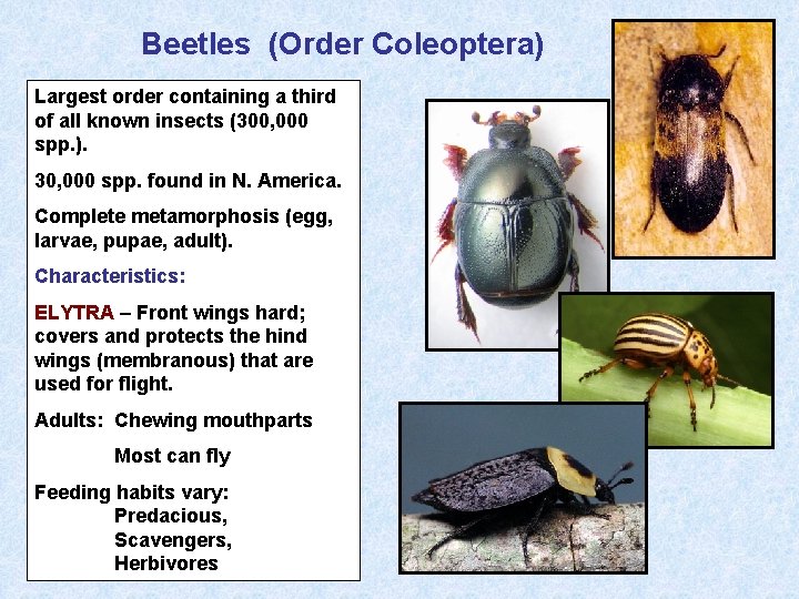 Beetles (Order Coleoptera) Largest order containing a third of all known insects (300, 000