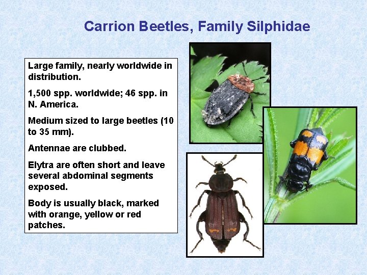 Carrion Beetles, Family Silphidae Large family, nearly worldwide in distribution. 1, 500 spp. worldwide;