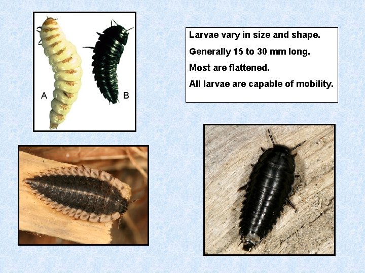 Larvae vary in size and shape. Generally 15 to 30 mm long. Most are