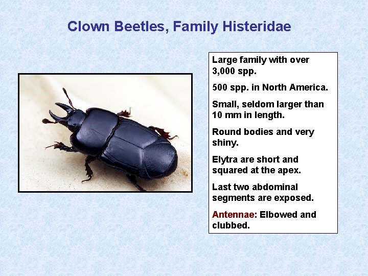 Clown Beetles, Family Histeridae Large family with over 3, 000 spp. 500 spp. in