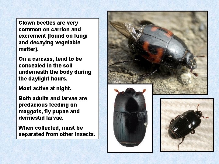 Clown beetles are very common on carrion and excrement (found on fungi and decaying