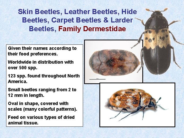 Skin Beetles, Leather Beetles, Hide Beetles, Carpet Beetles & Larder Beetles, Family Dermestidae Given