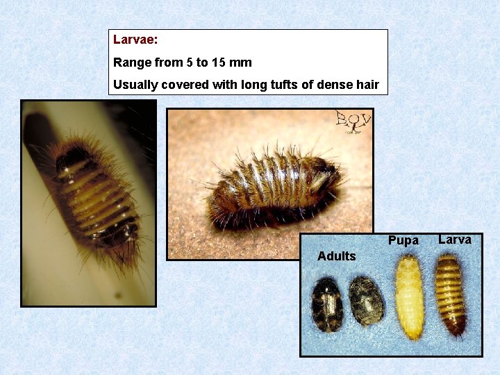 Larvae: Range from 5 to 15 mm Usually covered with long tufts of dense