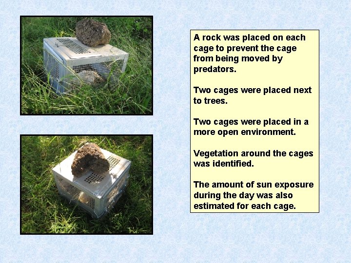 A rock was placed on each cage to prevent the cage from being moved