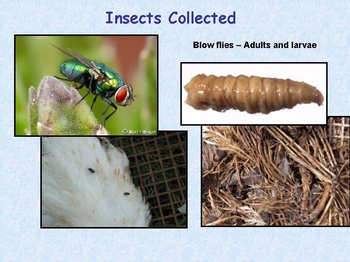 Insects Collected Blow flies – Adults and larvae 