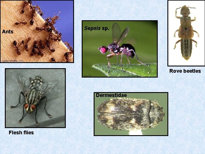 Ants Sepsis sp. Rove beetles Dermestidae Flesh flies 