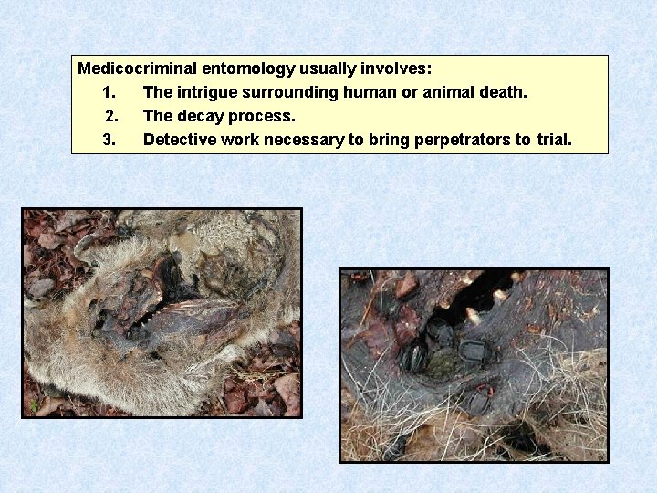 Medicocriminal entomology usually involves: 1. The intrigue surrounding human or animal death. 2. The