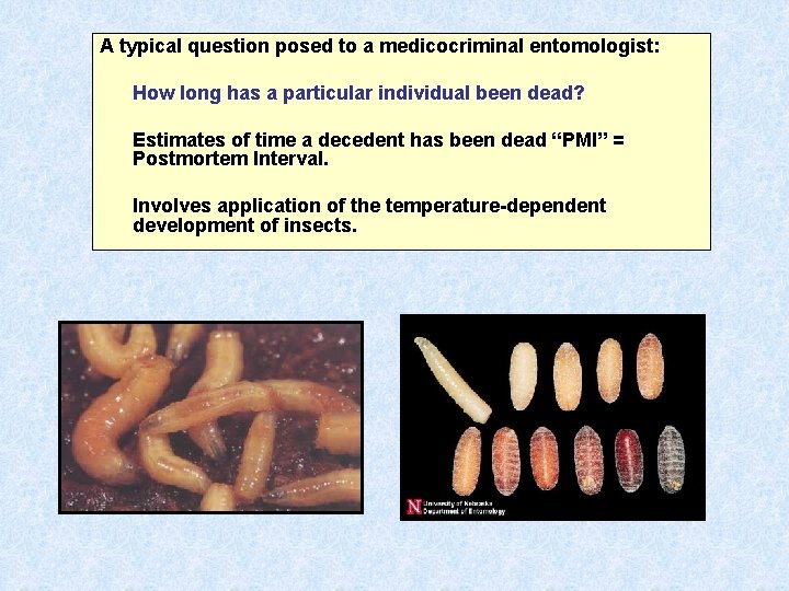 A typical question posed to a medicocriminal entomologist: How long has a particular individual