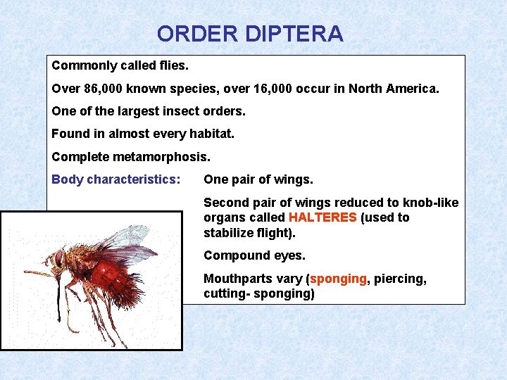 ORDER DIPTERA Commonly called flies. Over 86, 000 known species, over 16, 000 occur