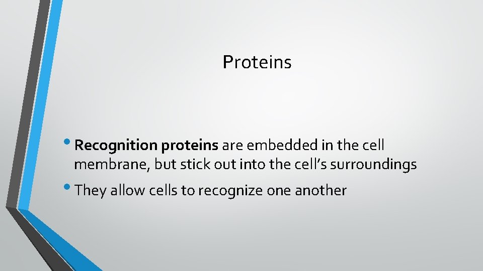 Proteins • Recognition proteins are embedded in the cell membrane, but stick out into