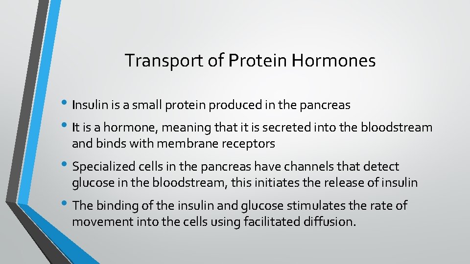 Transport of Protein Hormones • Insulin is a small protein produced in the pancreas