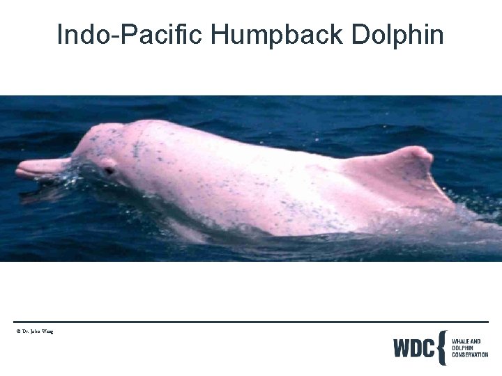 Indo-Pacific Humpback Dolphin © Dr. John Wang 