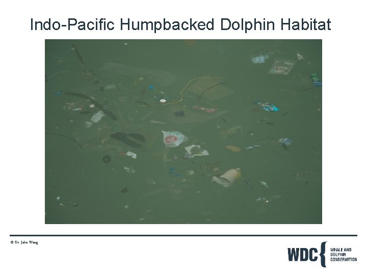 Indo-Pacific Humpbacked Dolphin Habitat © Dr. John Wang 