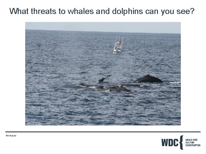 What threats to whales and dolphins can you see? ©M. Rickard 