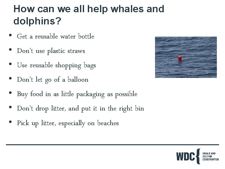 How can we all help whales and dolphins? • Get a reusable water bottle