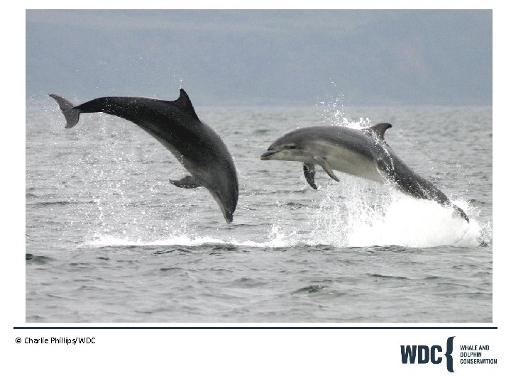 © Charlie Phillips/WDC 