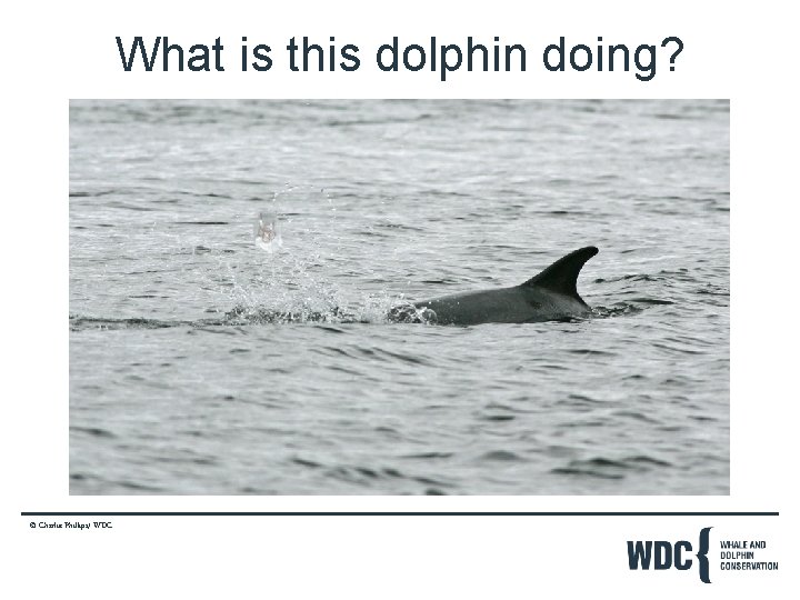 What is this dolphin doing? © Charlie Phillips/ WDC 