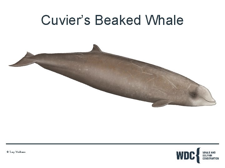 Cuvier’s Beaked Whale © Lucy Molleson 