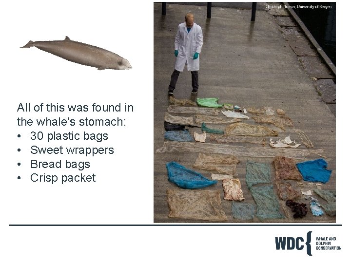 All of this was found in the whale’s stomach: • 30 plastic bags •