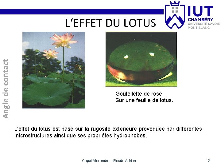 Angle de contact L‘EFFET DU LOTUS Goutellette de rosé Sur une feuille de lotus.