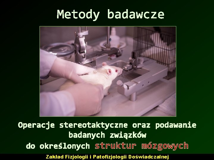 Metody badawcze Operacje stereotaktyczne oraz podawanie badanych związków do określonych struktur mózgowych Zakład Fizjologii Metody badawcze Operacje stereotaktyczne oraz podawanie badanych związków do określonych struktur mózgowych Zakład Fizjologii