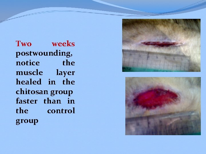 Two weeks postwounding, notice the muscle layer healed in the chitosan group faster than