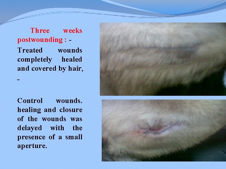 Three weeks postwounding : Treated wounds completely healed and covered by hair, Control wounds.