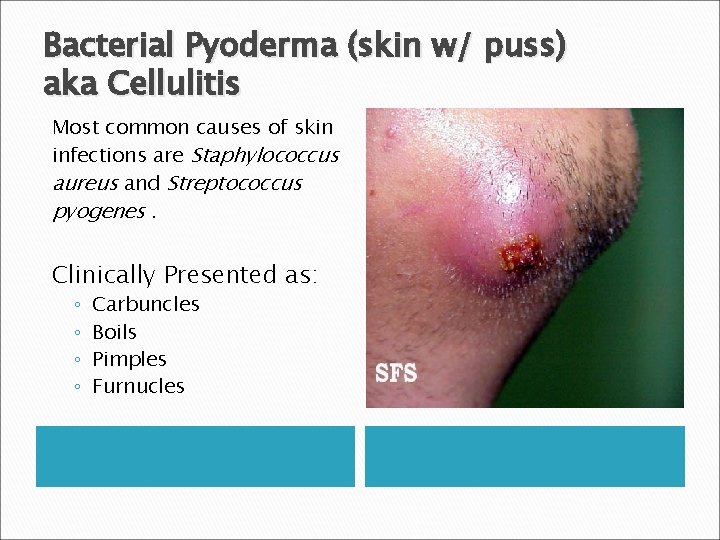 Bacterial Pyoderma (skin w/ puss) aka Cellulitis Most common causes of skin infections are